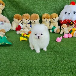 ลูกปอมเมอเรเนียนแท้ ด.ช.สีขาว White Male