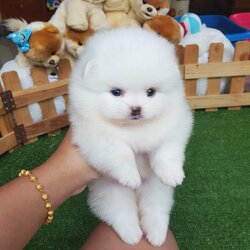 ลูกปอมแท้ สีขาวสำลี หน้าหมี