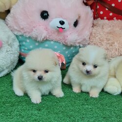 ปอมเมอเรเนี่ยนสีครีม สวยมาก