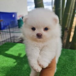 ลูกปอมเมอเรเนียนแท้ ด.ช.สีขาว White Male