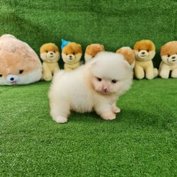 ลูกปอมเมอเรเนียนแท้ ด.ญ.สีขาวครีม White&Cream Female