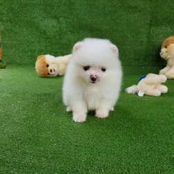 ลูกปอมเมอเรเนียนแท้ ด.ช.สีขาว White Male