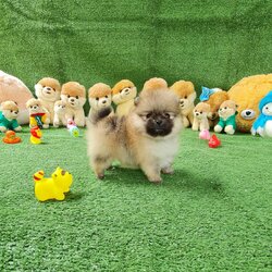 ลูกปอมเมอเรเนียนแท้ ด.ช.สีส้ม Orange Male