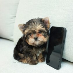 ยอร์คเชียร์ เทอร์เรีย HYM-26512 เพศชาย สีแบล็คแทน ขนแน่น สายเลือดดี เกรดคุณภาพ หน้าหล่อ ตัวจิ๋วเหมือนตุ๊กตา มีใบรับรองจากสมาคมพัฒนาพันธุ์สุนัข (ใบเพ็ดดีกรีเต็มใบ) ส่งทั่วประเทศ