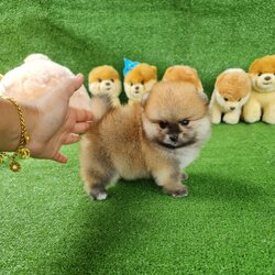 ลูกปอมเมอเรเนียนแท้ ด.ช.สีส้ม Orange Male