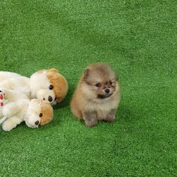 ลูกปอมเมอเรเนียนแท้ ด.ช สีน้ำตาลส้ม ไซร์เล็ก