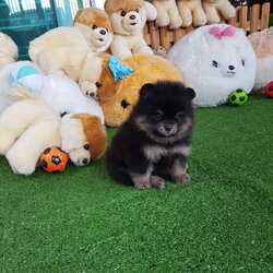 ลูกปอมเมอเรเนียนแท้ ด.ญ.สีแบล็คแทน