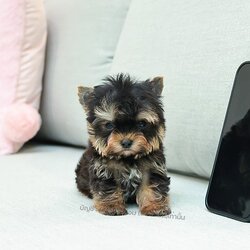 เปิดจอง ยอร์คเชียร์ เทอร์เรีย เพศชาย สีแบล็คแทน สายเลือดดี หน้าตาน่ารักมาก ๆ เจ้าหนูขี้อ้อน ตัวจิ๋วมาก ๆ ตาใสกลมแบ๊ว มีใบรับรองจากสมาคมพัฒนาพันธุ์สุนัข (ใบเพ็ดดีกรีเต็มใบ) ส่งทั่วประเทศ