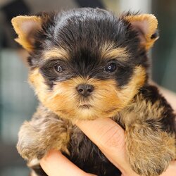 HRF-85596 เพศหญิง สีแบล็คแทน อายุ 2 เดือน น้องตัวเล็ก มาร์คชัด น่ารักมาก