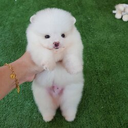 ลูกปอมเมอเรเนียนแท้ ด.ช สีขาว