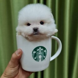 ลูกปอมเมอเรเนียนแท้ ด.ญ.สีขาว