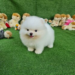 ลูกปอมเมอเรเนียนแท้ ด.ญ.สีขาว White Female