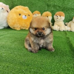 ลูกปอมเมอเรเนียนแท้ ด.ช.สีส้ม Orange Male