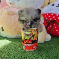 ปอมเมอเรเนี่ยนแท้เพศผู้ สีเมิร์ลทึคัพตัวจิ๋วตาสีฟ้า Merle teacup male