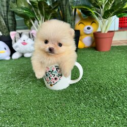 ปอมเมอเรเนี่ยนไซส์มินิทีคัพ จิ๋วที่สุด จิดริด ปุ๊กปิ๊ก Mini teacup cream female