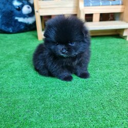 ลูกปอมเมอเรเนียนแท้ ด.ญ.สีแบ็ลค Black Female