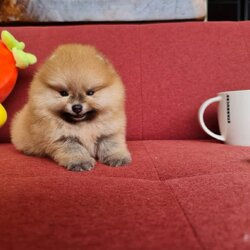 ลูกปอมเมอเรเนียนแท้ ด.ญ.สีส้ม Orange Female