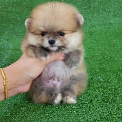 ลูกปอมเมอเรเนียนแท้ ด.ช.สีส้ม