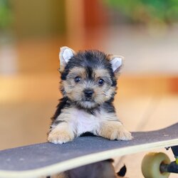 ยอร์คเชียร์ เทอร์เรีย HYF-26224 เพศหญิง สีแบล็คแทน อายุ 2 เดือน น้ำหนัก KG ส่วนสูง CM