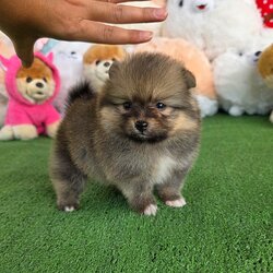 ปอมเมอเรเนี่ยนแท้เพศเมียใส่ถุงเท้าตะมุตะมิ ,Orange female