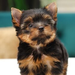 HYM - 85846 ยอร์คเชียร์ เทอร์เรีย เพศชาย อายุ 2 เดือน หน้าตุ๊กตา ขนดี ขาแน่น