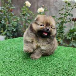 ลุกปอมเมอเรเนียนแท้ ด.ญ สีน้ำตาลส้มหน้าหมี