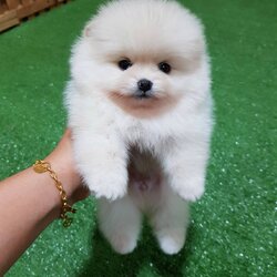 ลูกปอมเมอเรเนียนแท้ ด.ช สีขาว