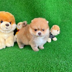 ปอมเมอเรเนี่ยน เพศเมียสีส้มช็อค น่ารักมาก สวยๆ Orange choco female