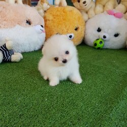 ลูกปอมเมอเรเนียนแท้ ด.ญ.สีขาว ไซร์ทีคัพ