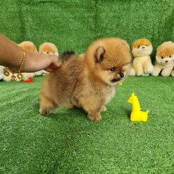 ลูกปอมเมอเรเนียนแท้ ด.ช.สีส้ม Orange Male