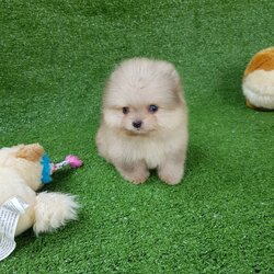 ลูกปอมเมอเรเนียนแท้ ด.ช สีบลูแทน ตาสีฟ้า