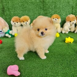 ลูกปอมเมอเรเนียนแท้ ด.ญ.สีครีม Cream Female