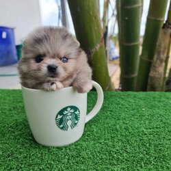 ลูกปอมเมอเรเนียนแท้ ด.ญ.สีเมอร์ Merie Female