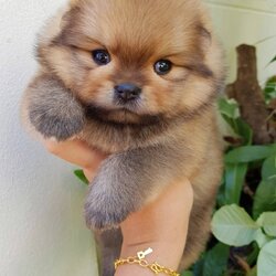 ลูกปอมเมอเรเนียนแท้ ด.ญ สีส้มหน้าหมี