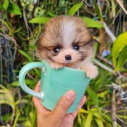 ลูกปอมเมอเรเนียนแท้ ด.ช.สีปาร์ตี้ Parti Colors Male