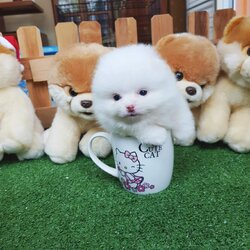 ลูกปอมเมอเรเนี่ยนแท้หน้าหมี ด.ญ.สีขาวสำลี