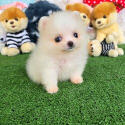 ปอมเมอเรเนี่ยนแท้สีขาวครีมทีคัพ น่ารัก เพศผู้ White cream male