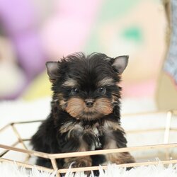 ยอร์คเชียร์ เทอร์เรีย HYM-50507 เพศชาย สีแบล็คแทน อายุ 2 เดือน น้ำหนัก KG ส่วนสูง CM