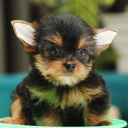 HYM-85096 เพศชาย สีแบล็คแทน อายุ 2 เดือน ตัวเล็ก หน้าตุ๊กตา