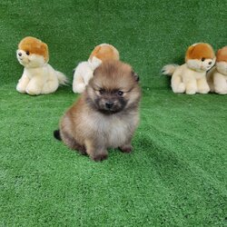 ลูกปอมเมอเรเนียนแท้ ด.ญ.สีส้ม Orange Female