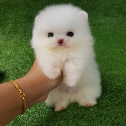 ลูกปอมเมอเรเนียนแท้ ด.ช.ขาวสำลี หน้าบี้หมีเกินขาวโบ๊ะ