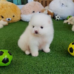 ลูกปอมเมอเรเนียนแท้ ด.ญ.สีขาว