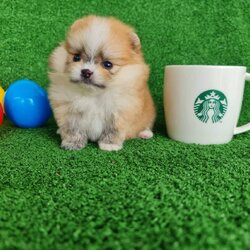 ลูกปอมเมอเรเนียนแท้ ด.ญ.สีส้ม Orange Female