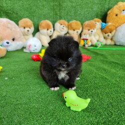 ลูกปอมเมอเรเนียนแท้ ด.ช.สีดำ Black Male