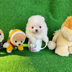 ปอมเมอเรเนี่ยนสีครีมน่ารักตัวจิ๋วๆ ลูกชาย cream male