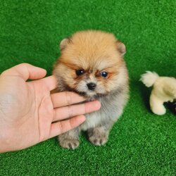 ปอมเมอเรเนี่ยนสีส้มน้ำตาลน่ารักมาก หมีเว่อร์เพศเมีย Orange female