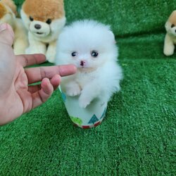 ลูกปอมเมอเรเนียนแท้ ด.ญ.สีขาว White Female