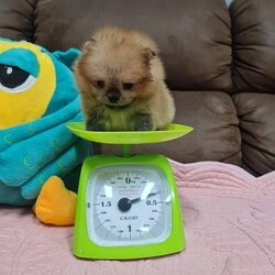 ลูกปอมเมอเรเนียนแท้ ด.ช.สีส้ม Orange Male