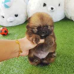 ลูกปอมเมอเรเนียนแท้ ด.ญ. สีส้ม