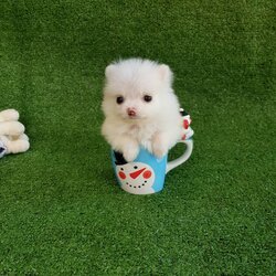 ลูกปอมเมอเรเนียนแท้ ด.ญ.สีขาวโบ๊ะ ไซร์ทีคัพ